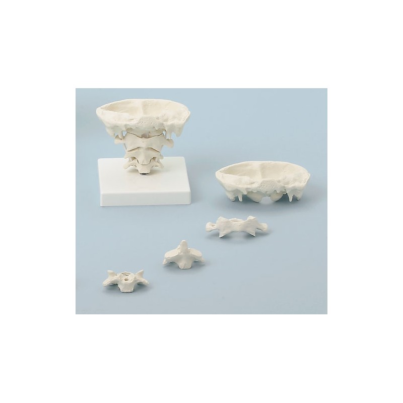 Articulation de la tête, taille naturelle