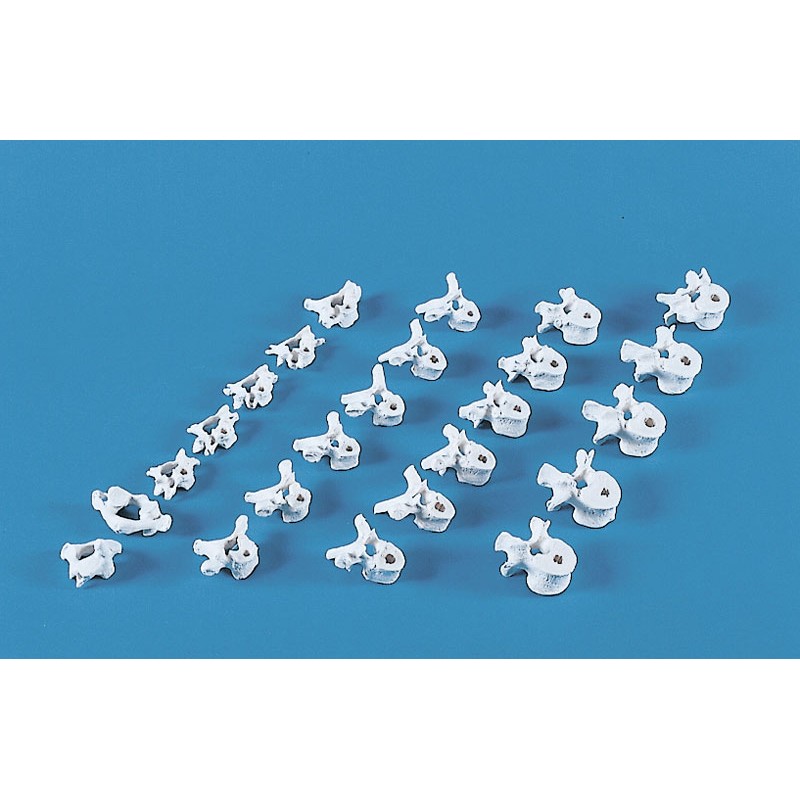 Colonne vertébrale en morceaux en caoutchouc 