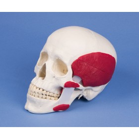 Crâne en 2 parties avec muscles masticateurs