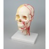 Crâne neurovasculaire