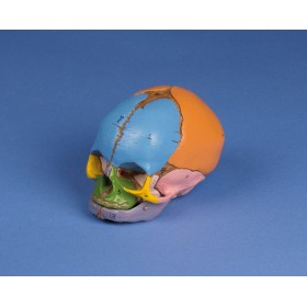Crâne de foetus didactique, 38 semaines