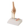Articulation de genou miniature avec coupe transversale