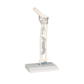 Coude avec ligaments et support