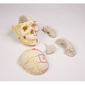 Crâne neurovasculaire avec cerveau 