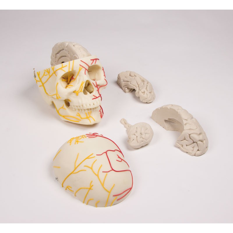 Crâne neurovasculaire avec cerveau 