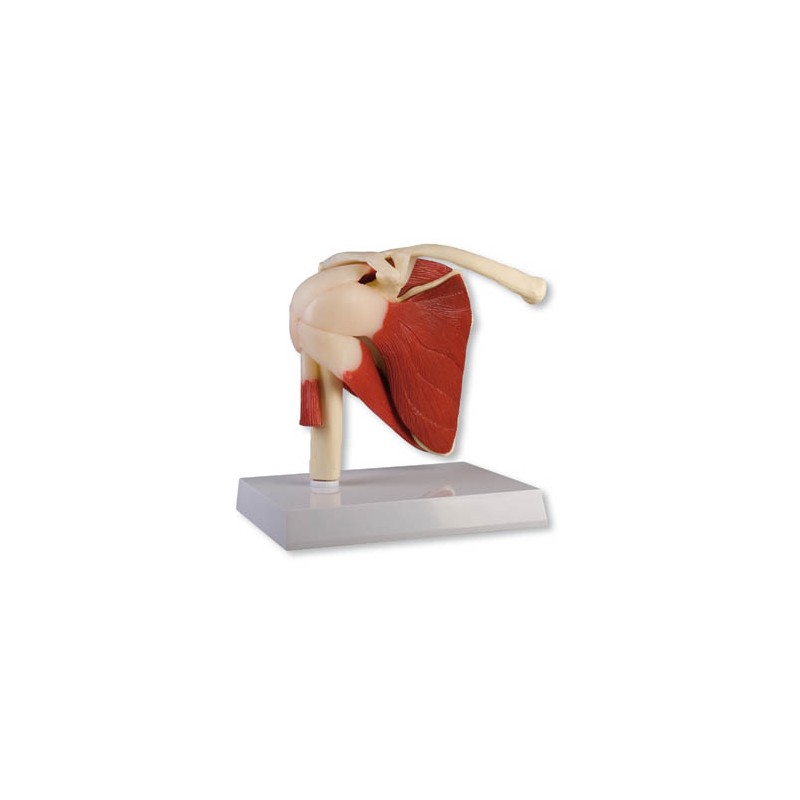 Articulation scapulaire humaine avec muscles