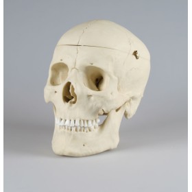 Crâne adulte masculin