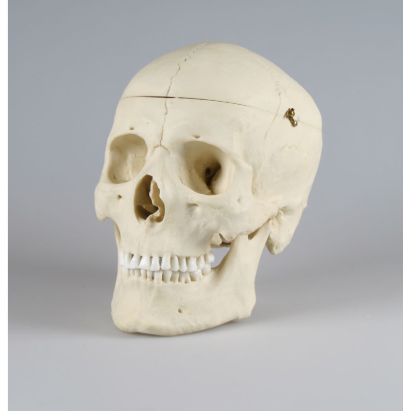 Crâne adulte masculin