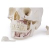 Crâne de démonstration de luxe, 14 pièces, pour études avancées.