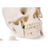 Crâne de démonstration de luxe, 14 pièces, pour études avancées.