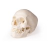 Modèle de crâne pour la dentisterie et la chirurgie orale, 5 parties