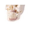 Modèle de crâne pour la dentisterie et la chirurgie orale, 5 parties