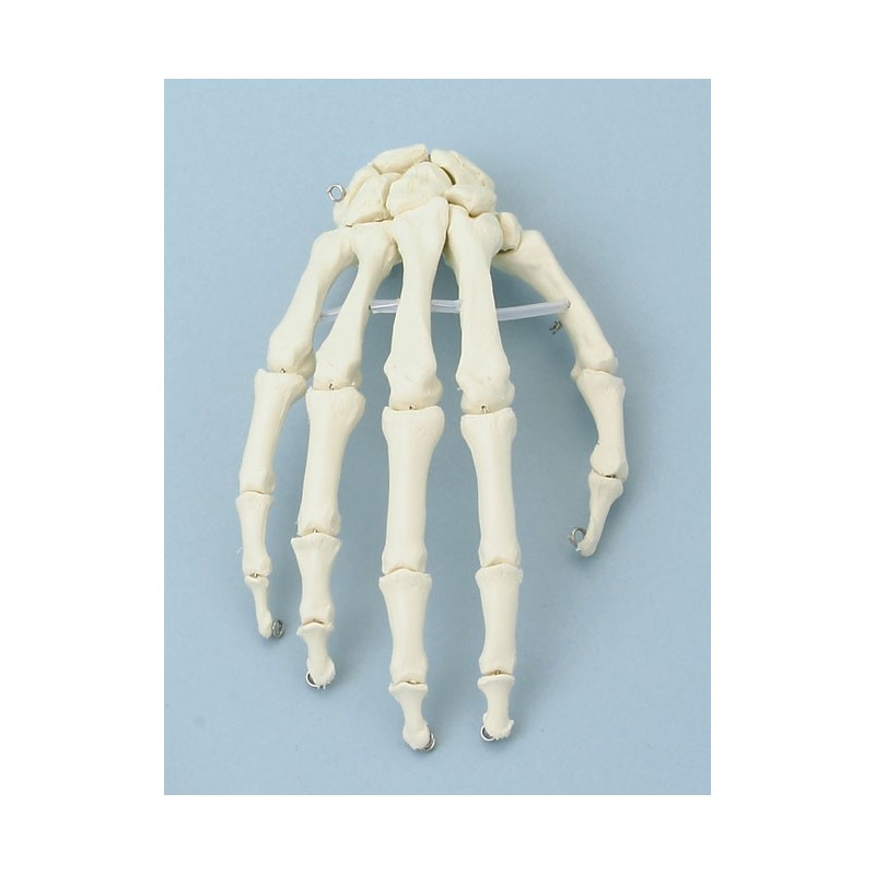 Squelette de la main