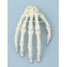 Squelette de la main