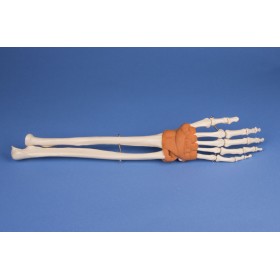 Modèle de main avec poignet