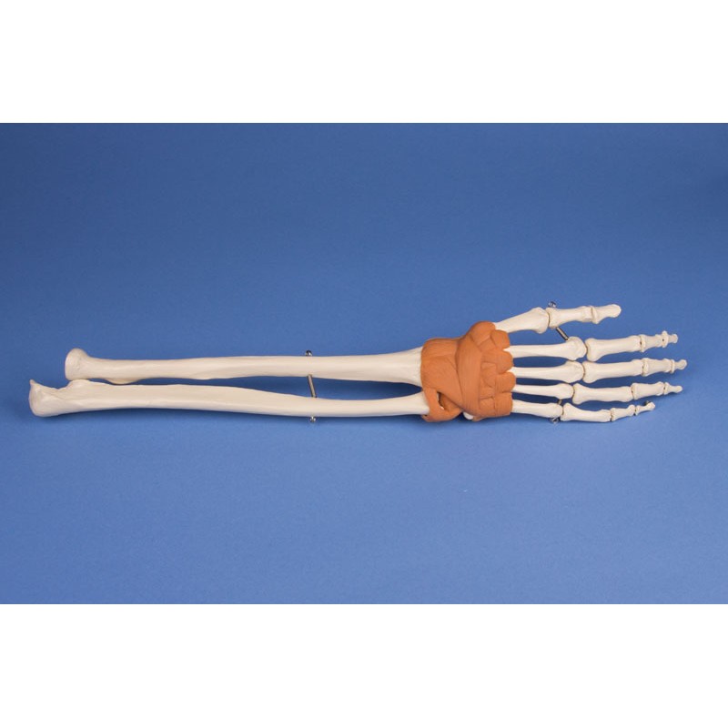 Modèle de main avec poignet