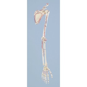 Squelette de la main avec ceinture scapulaire,marquage des muscles