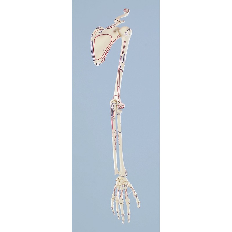 Squelette de la main avec ceinture scapulaire,marquage des muscles