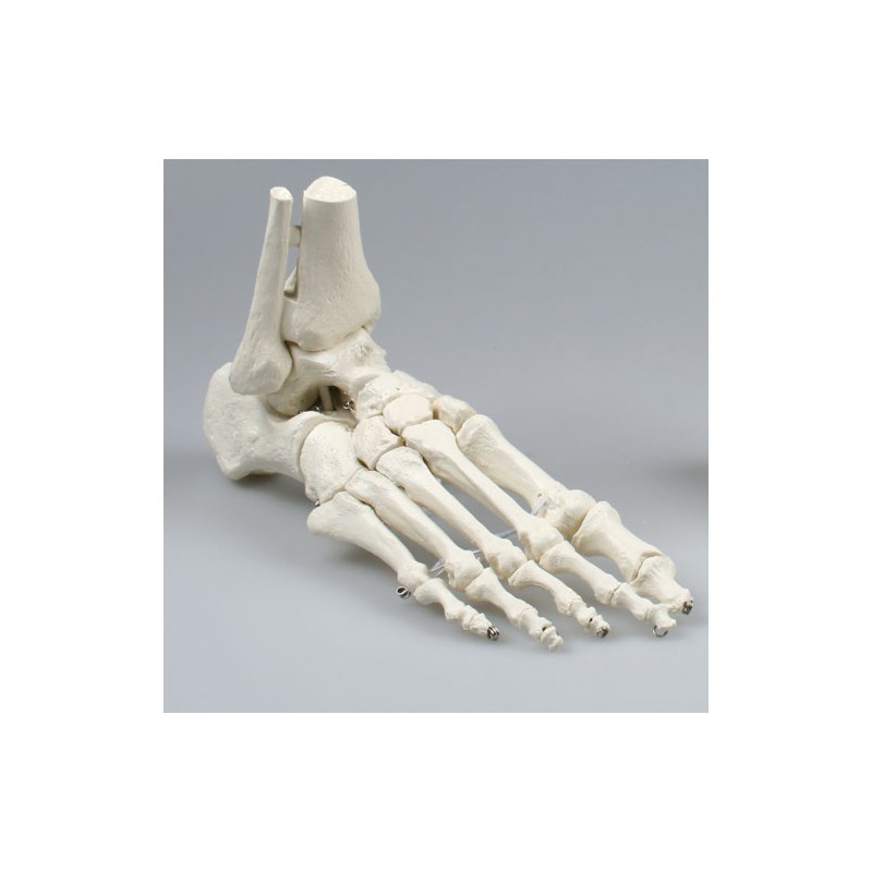 Squelette du pied avec tibia et péroné