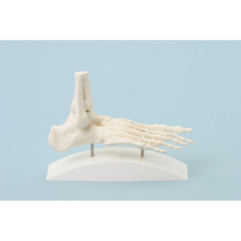 Squelette du pied, modèle en bloc