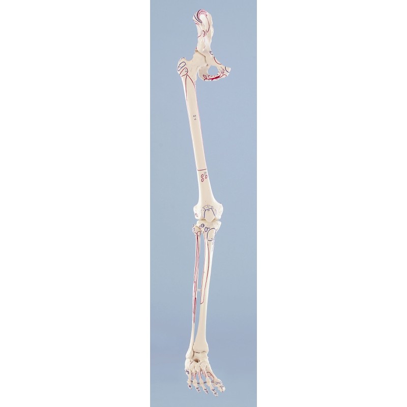 Squelette de la jambe (3 modèles disponibles)