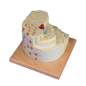 Modèle de structure d´os, grossissement de 500X 