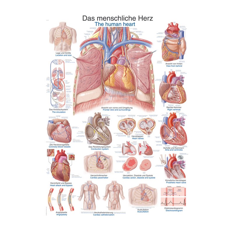 Planche anatomique du coeur humain