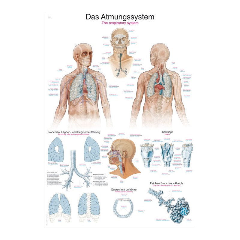 Planche anatomique du système réspiratoire