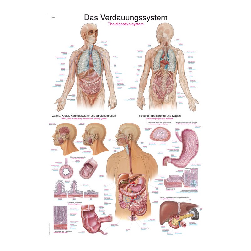 Planche anatomique du système digestif