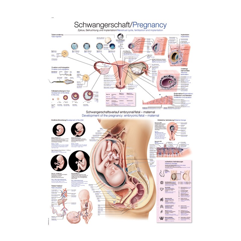 Planche anatomique de la grossesse