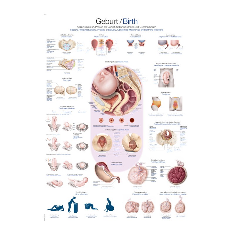 &quot;Planche anatomique &quot;&quot;naissance&quot;&quot;&quot;