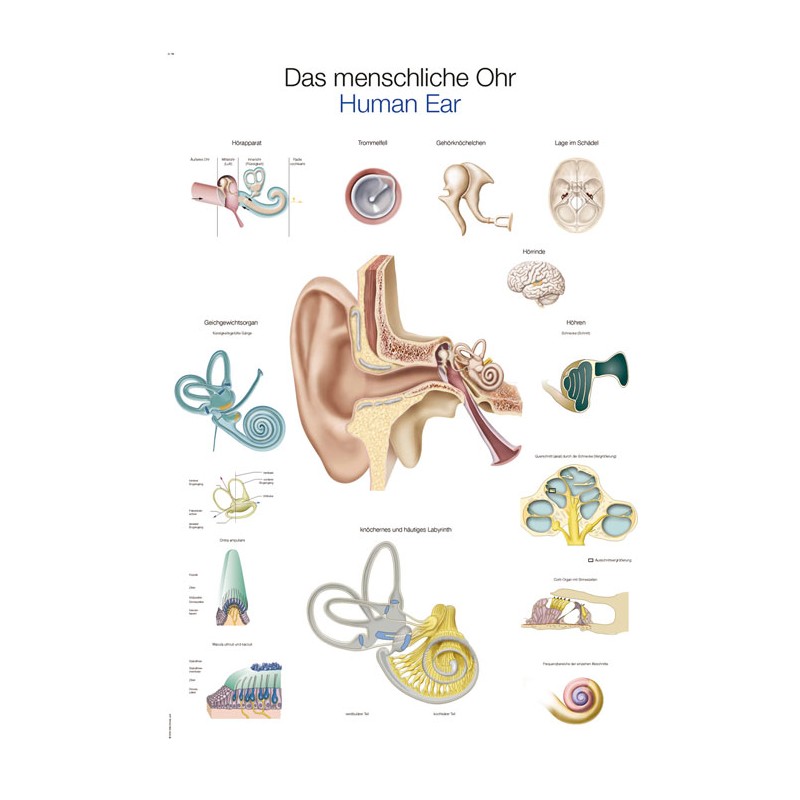 Planche anatomique de l'oreille