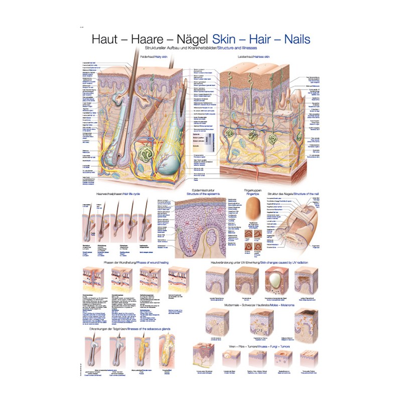 &quot;Planche anatomique &quot;&quot;peau-cheveux-ongles&quot;&quot;&quot;
