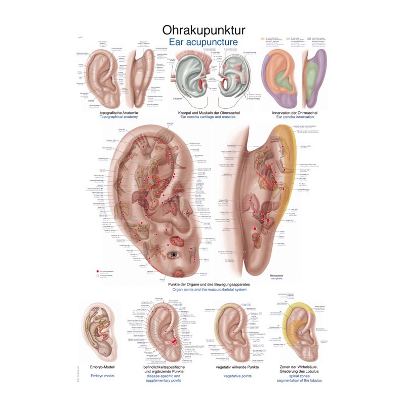 Planche anatomique acuponcture de l'oreille
