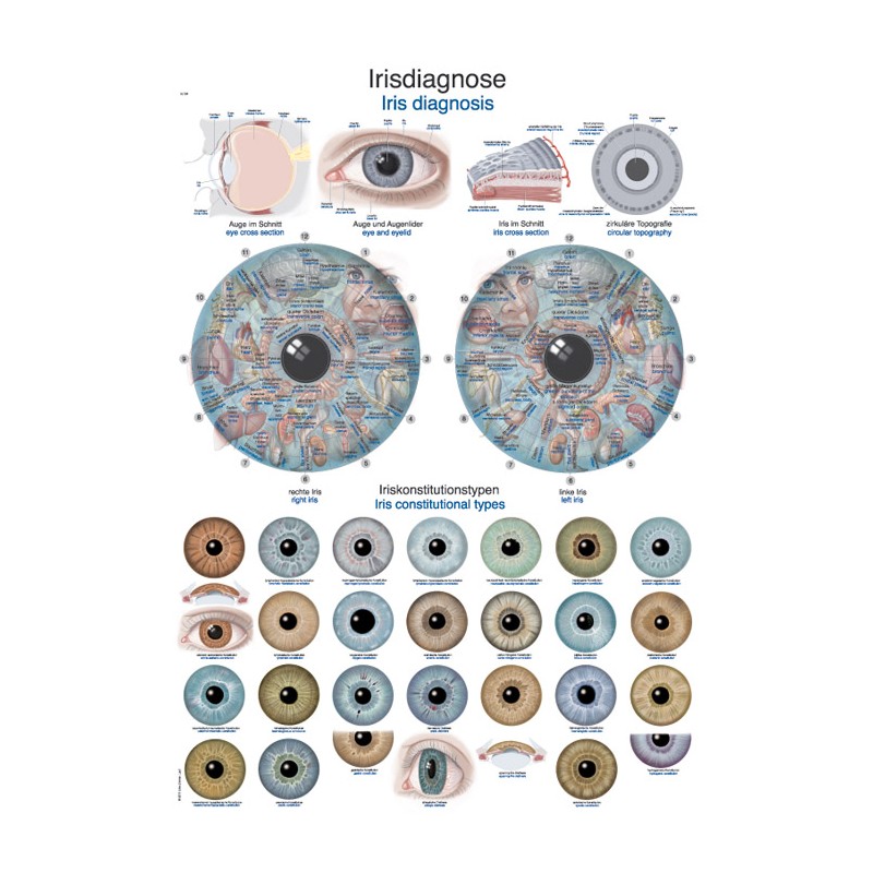 Planche anatomique iridologie