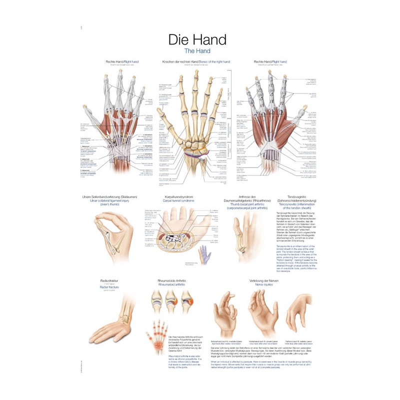 Planche anatomique de la main