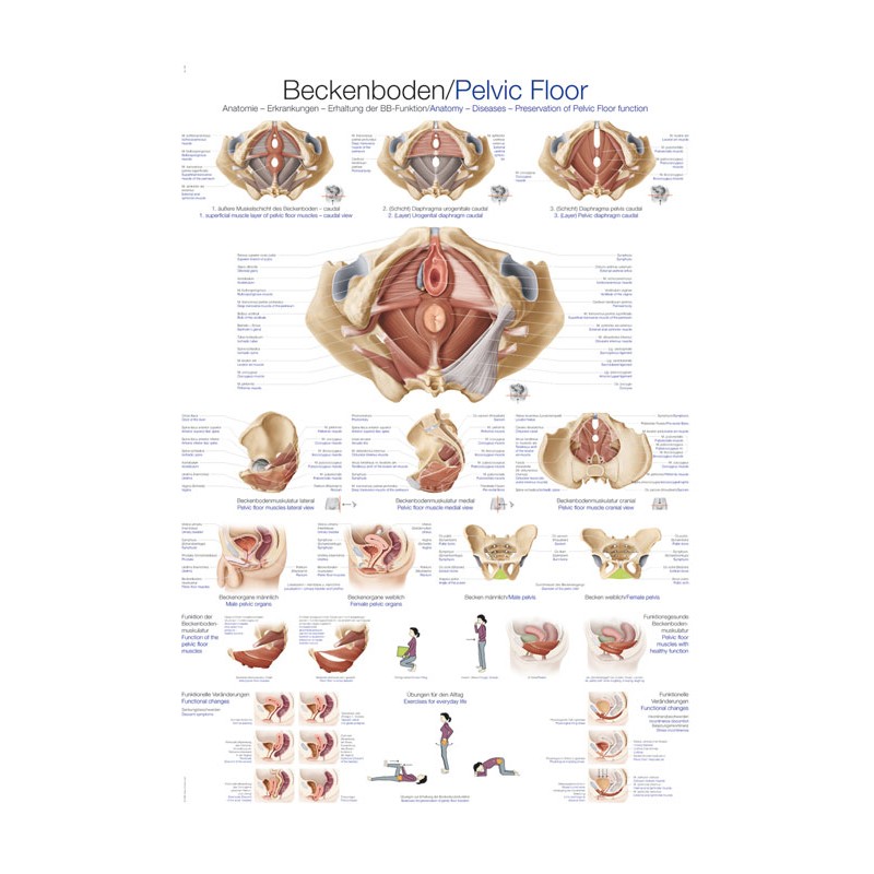 Planche anatomique plancher pelvien