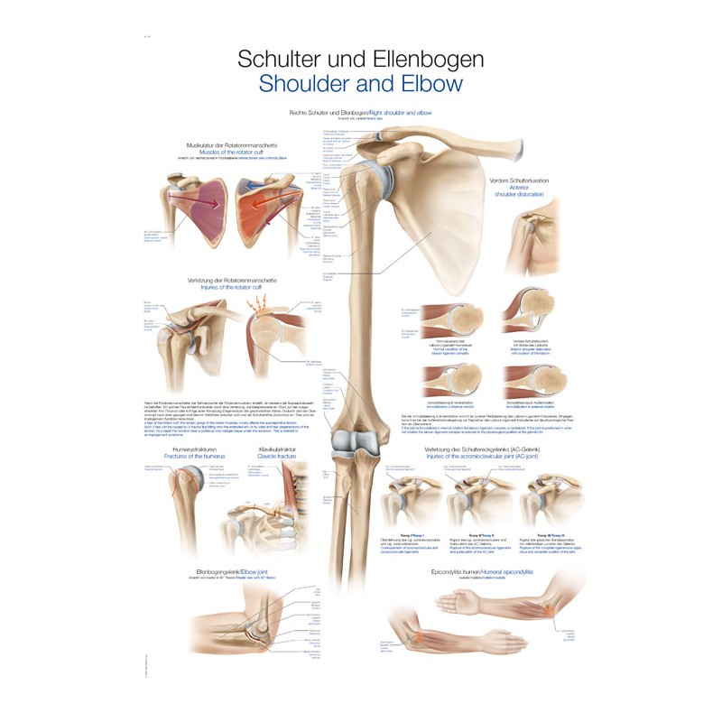 Planche anatomique de l'épaule
