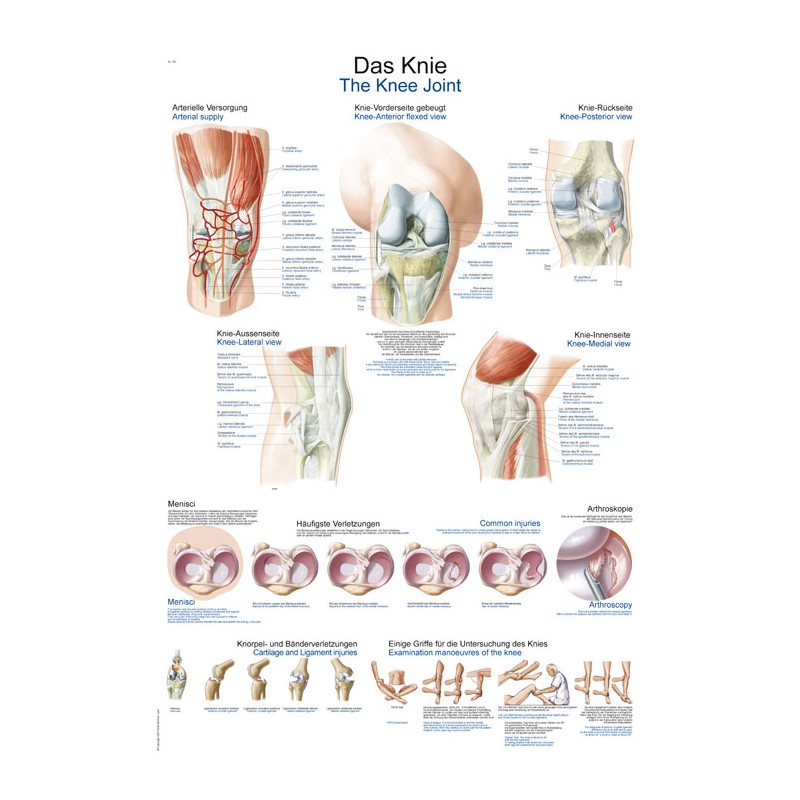 Planche anatomique du genou