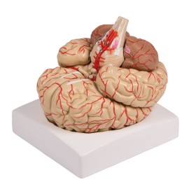 Modèle de cerveau, en 9 parties avec les artères