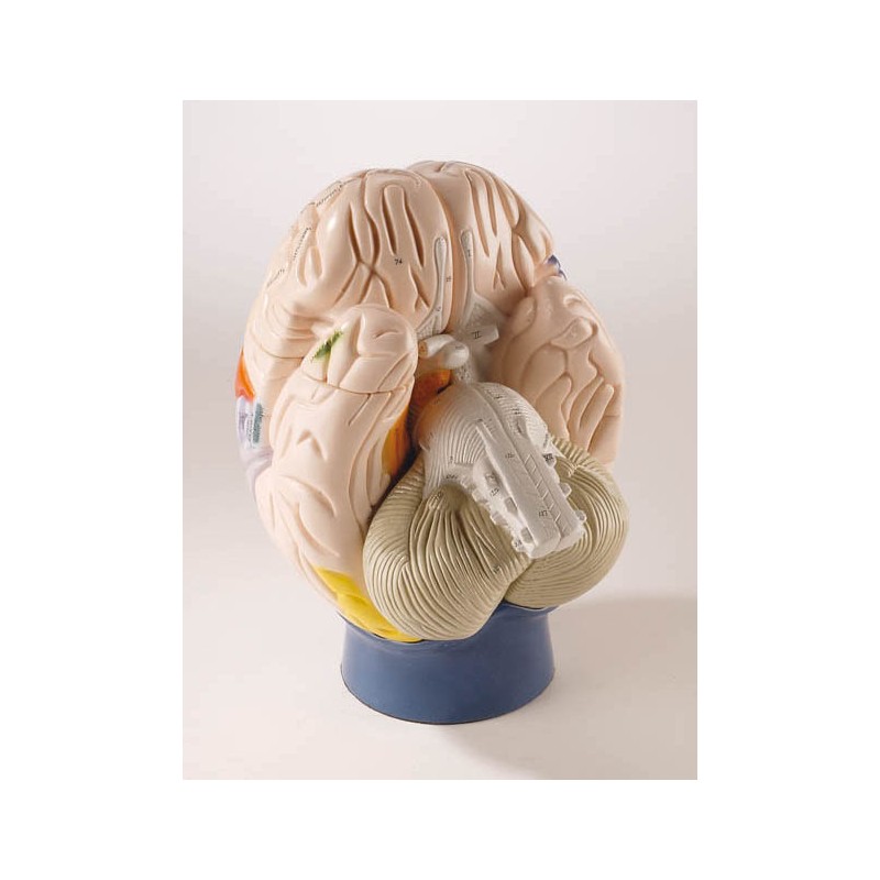 Modèle de cerveau neuro-anatomique, en 4 parties