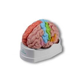 Modèle anatomique d'un cerveau de grandeur natuelle, 5 parties