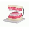 Modèle de soins dentaires agrandi 3 fois