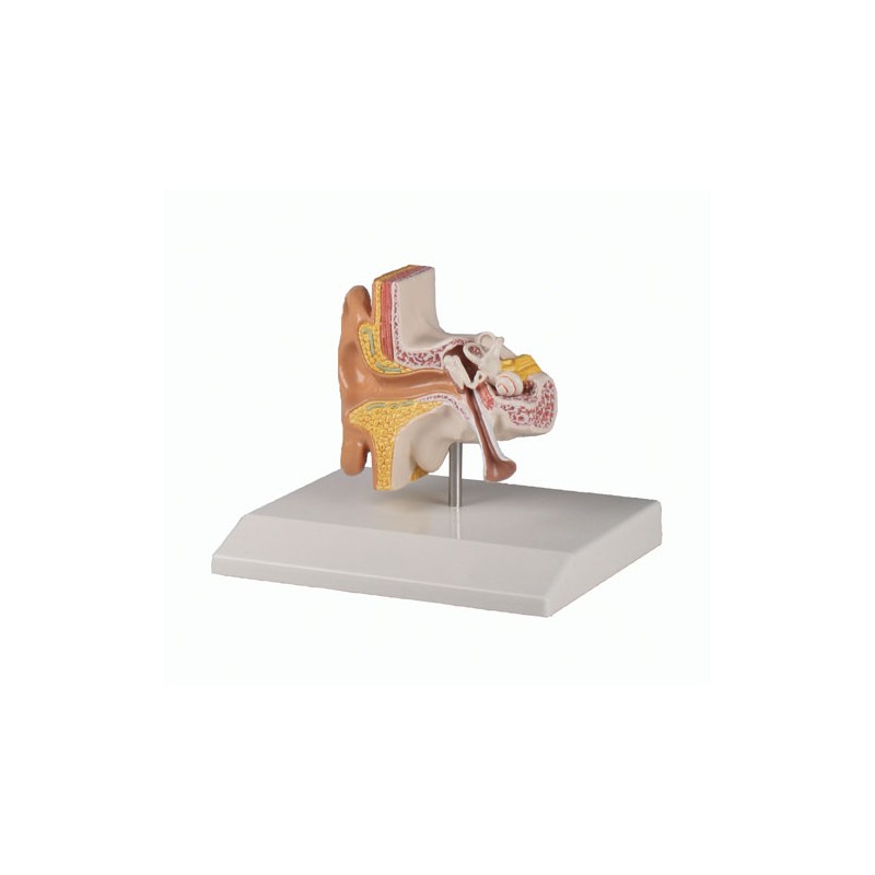 Modèle anatomique de l'oreille, grossi 1.5 fois