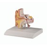 Modèle anatomique de l'oreille, grossi 1.5 fois