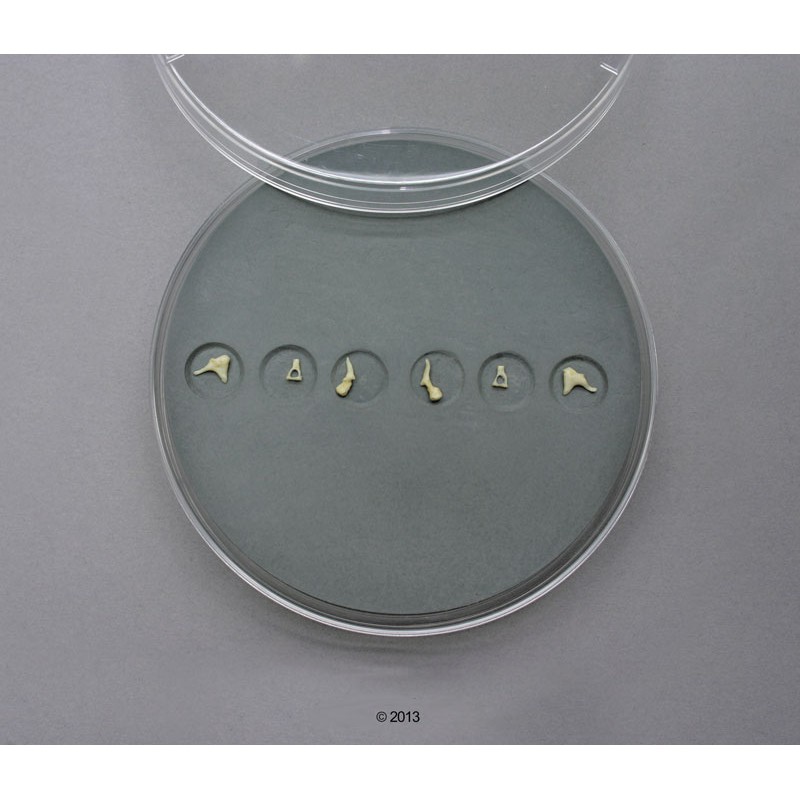 Ensemble d'osselets d'oreille