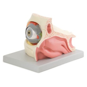 Modèle anatomique d'oeil avec orbite/paupière en 13 parties