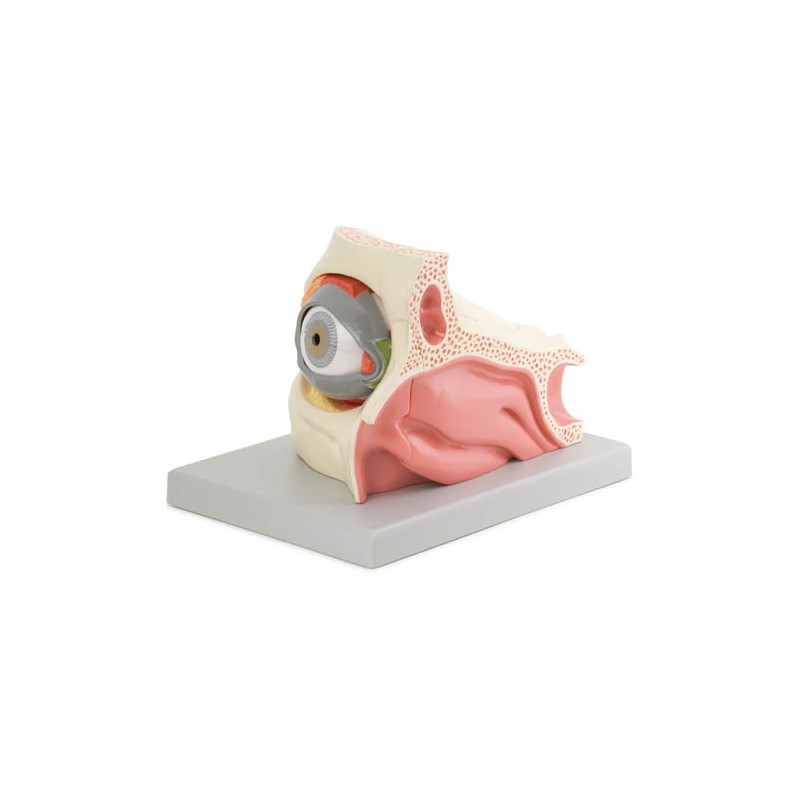 Modèle anatomique d'oeil avec orbite/paupière en 13 parties
