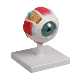 Modèle anatomique de l'oeil, grossi 4 fois, 6 parties