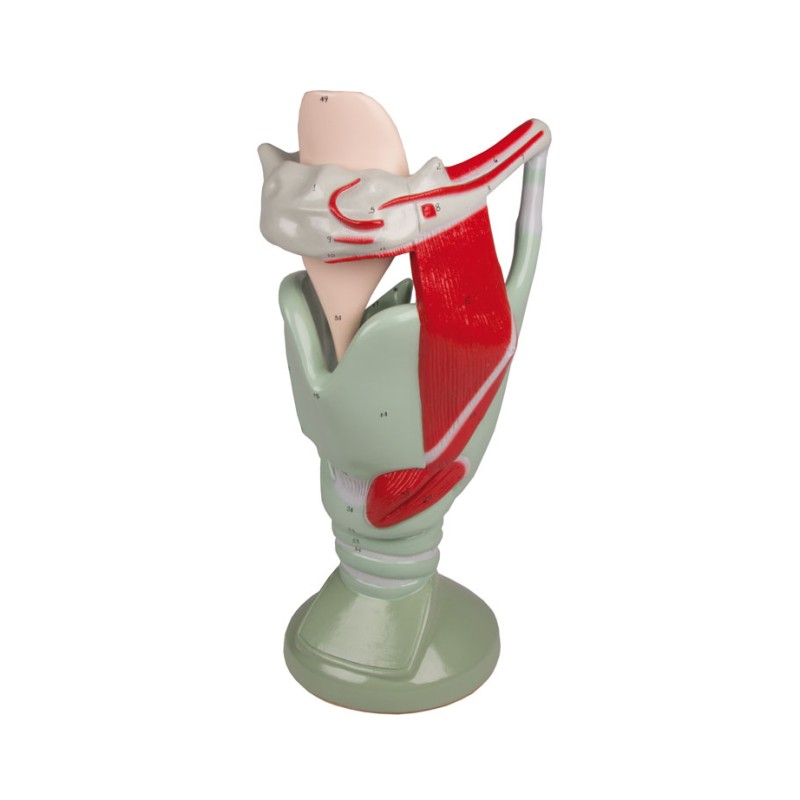 Larynx fonctionnel ,grossit 4 fois